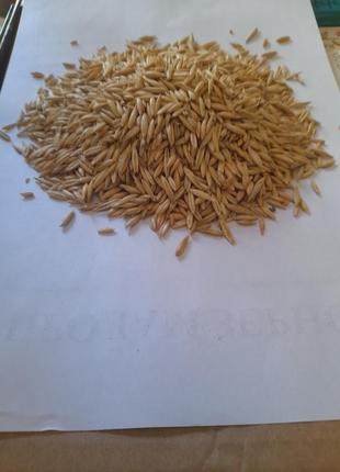 Овес для отваров 2 кг