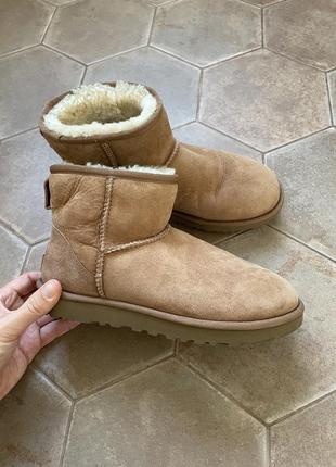 Замшевые сапоги ugg classic mini женские цвет коричневый