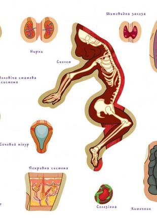 Детская обучающая игра с многоразовыми наклейками "тело человека" kp-004y на укр. языке от imdi1 фото