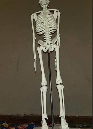 Велика модель скелета resteq деталізована фігурка скелета анатомічний скелет людини 45см6 фото