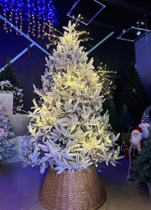 Ялинка альпійська🎄