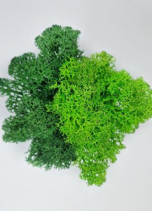 Стабілізований мох у фігурному кашпо зелений мох у кашпо декоративний мох8 фото