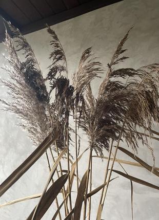Камыш помпасная трава сушеный декор1 фото