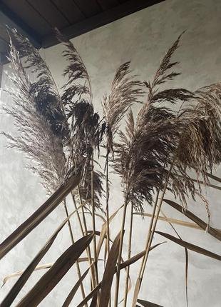 Камыш помпасная трава сушеный декор4 фото
