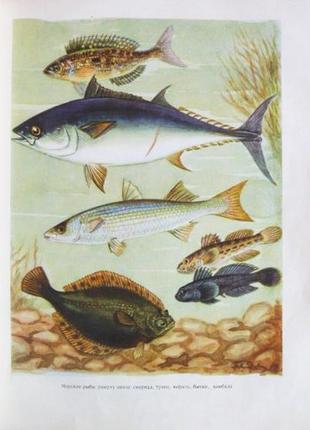 Настольная книга рыболова - спортсмена. составитель в. васильев. 1960г.8 фото