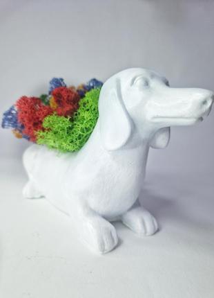 Стабілізований мох декоративний мох у кашпо собачка мох-ягель декор інтер'єру особливий подарунок6 фото