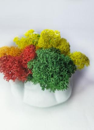 Стабілізований мох декоративний мох у кашпо-шорочка стильний декор для дитячої5 фото