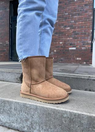 Женские зимние угги ugg classic short ii chestnut овчина10 фото