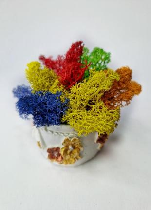 Стабилизированный мох в мини кашпо декоративный цветной мох декоративный мох в подарок3 фото