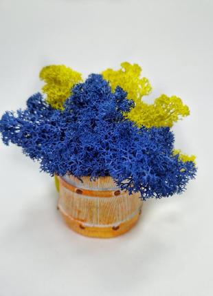Стабилизированный мох в мини кашпо желто-голубой мох в кашпо декоративный мох в кашпо с девочкой7 фото