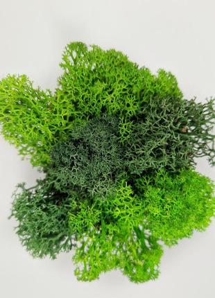 Стабілізований мох у кашпо кашпо у формі черепа декоративний зелений мох2 фото