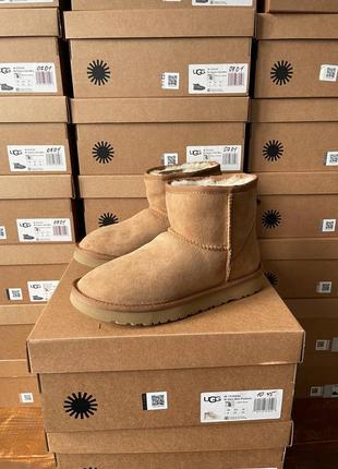 Уггі ugg classic mini chestnut suede