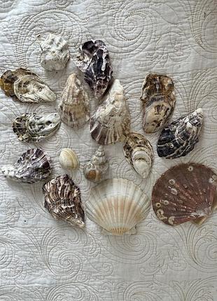 Ракушки морские натуральные (узбережье нормандии, протока ла-манш)