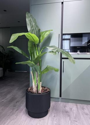 Рослина банан індія/штучне дерево