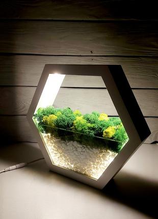 Кашпо- світильник зі стабілізованим мохом2 фото