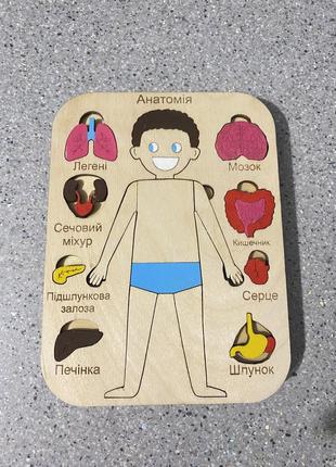 Интерактивная деревянная дощечка тело человека игрушка сортер3 фото