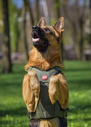 Шлея военная для собаки2 фото