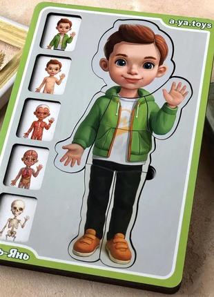 Деревянный 5-слойный сортер-пазл (деревянный вкладыш) "анатомия человека – мальчик"