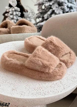 Тапулі домашні