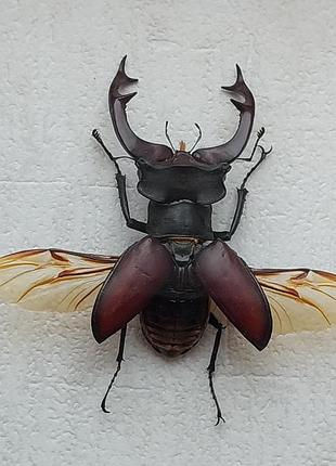 Жук рогач, настоящий жук рогач с расправленными крыльями в рамке под стеклом