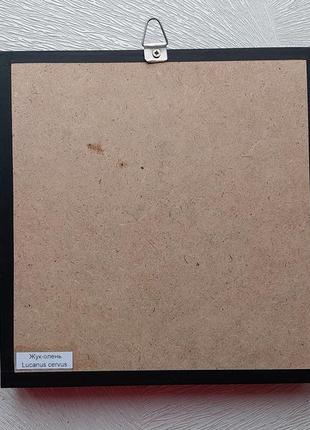 Жук рогач, настоящий жук рогач с расправленными крыльями в рамке под стеклом