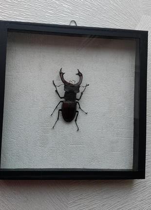 Жук рогач, настоящий жук в рамке под стеклом3 фото