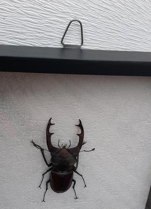 Жук рогач, справжній жук у рамці під склом3 фото