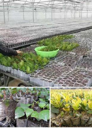 Биоразлагаемые мешочки для рассады 10*10 см. пакетики для рассады 0,2л из спанбонда