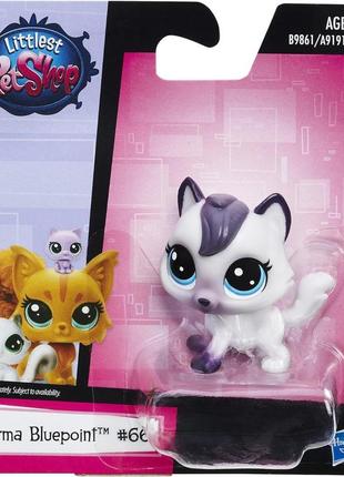 Ігрові фігурки littlest pet shop літтл пет шоп birma bluepoint #66 (b9829/a8229)