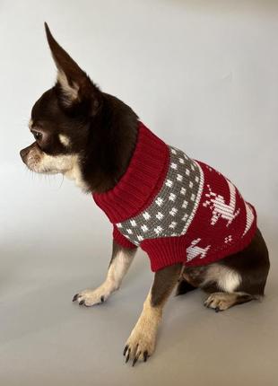 Одяг для собак