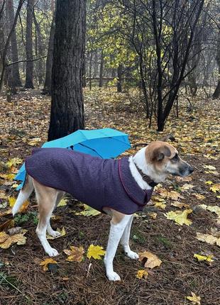 Одяг для собак і котів, попона утеплена, попона-дощовик6 фото