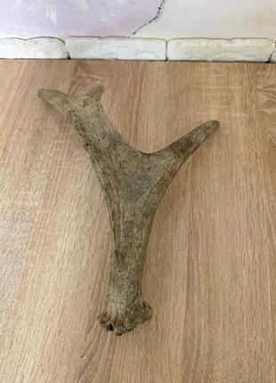 Продам рог лося 40 см