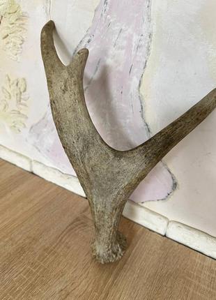 Продам рог лося 40 см