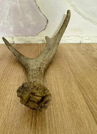 Продам рог лося 40 см