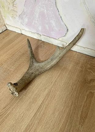 Продам рог лося 40 см