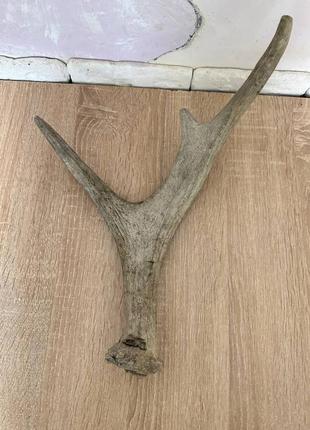 Продам рог лося 40 см