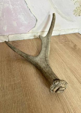 Продам рог лося 40 см
