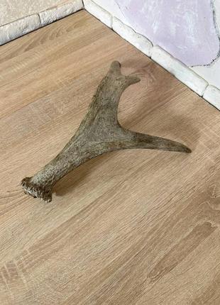Продам рог лося 40 см