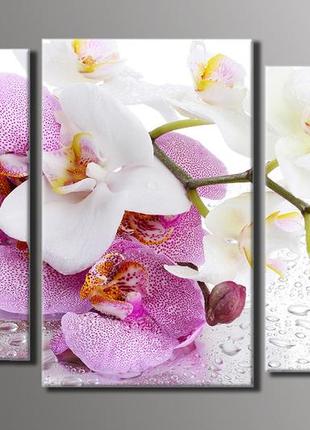 Модульная картина на холсте из 3-х частей "орхидеи на стекле"
