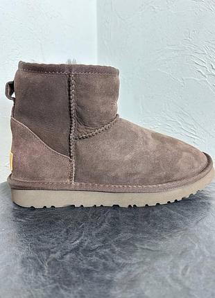 Ugg classic mini premium chocolate зима5 фото