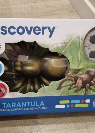 Паук тарантул