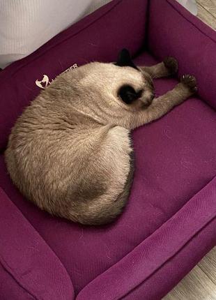 Лежак для собак та котів sweet dreams purple рогожка xxs - 50x40x18см