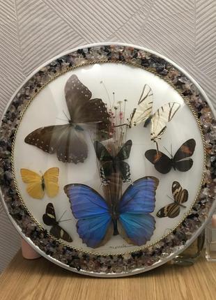 Панно настінне « метелики бразилії»3 фото