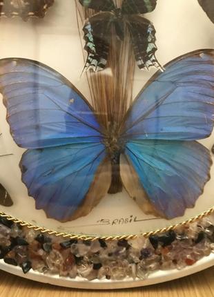 Панно настінне « метелики бразилії»4 фото