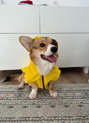 Дощовик для собаки (індивідуальний пошив)2 фото