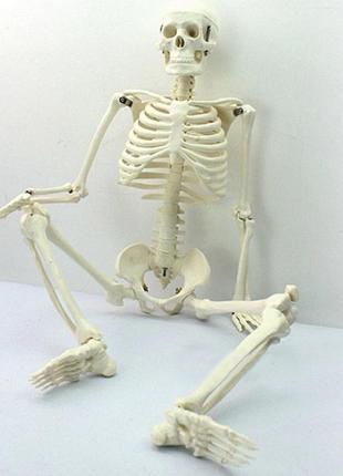 Велика модель скелета resteq деталізована фігурка скелета анатомічний скелет людини 45см2 фото