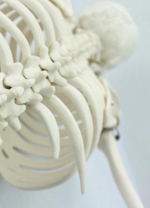 Велика модель скелета resteq деталізована фігурка скелета анатомічний скелет людини 45см3 фото