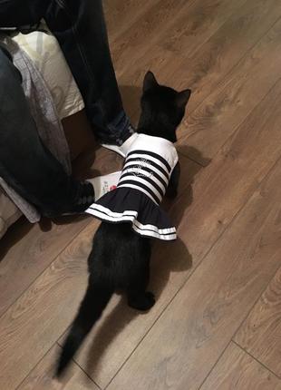 Костюм для собаки / кішки3 фото