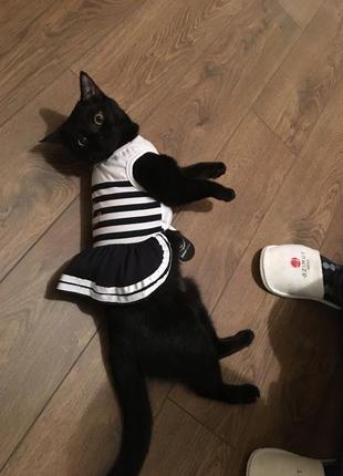 Костюм для собаки / кішки4 фото