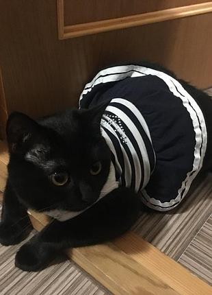 Костюм для собаки / кішки5 фото